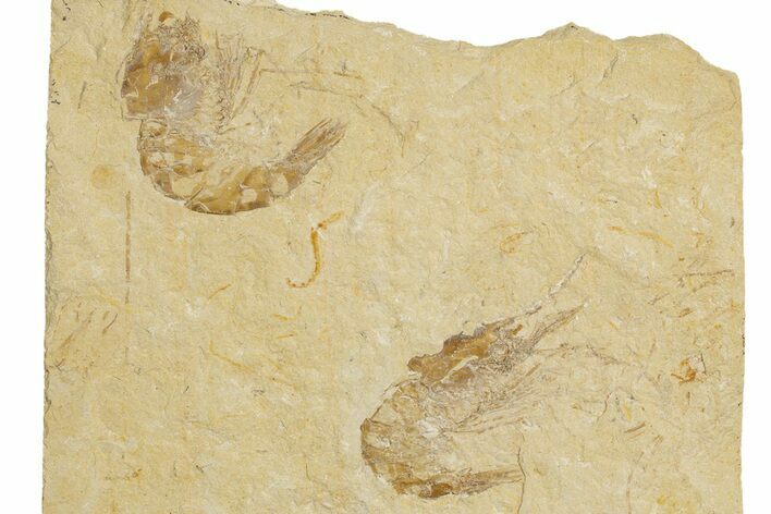 Two Cretaceous Fossil Shrimp - Lebanon #323726